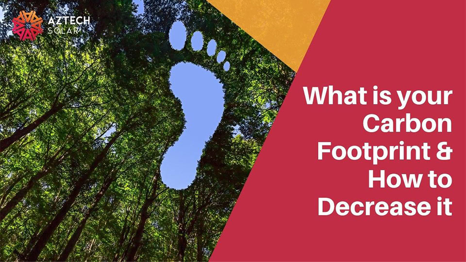 Footprint shape among lush green trees